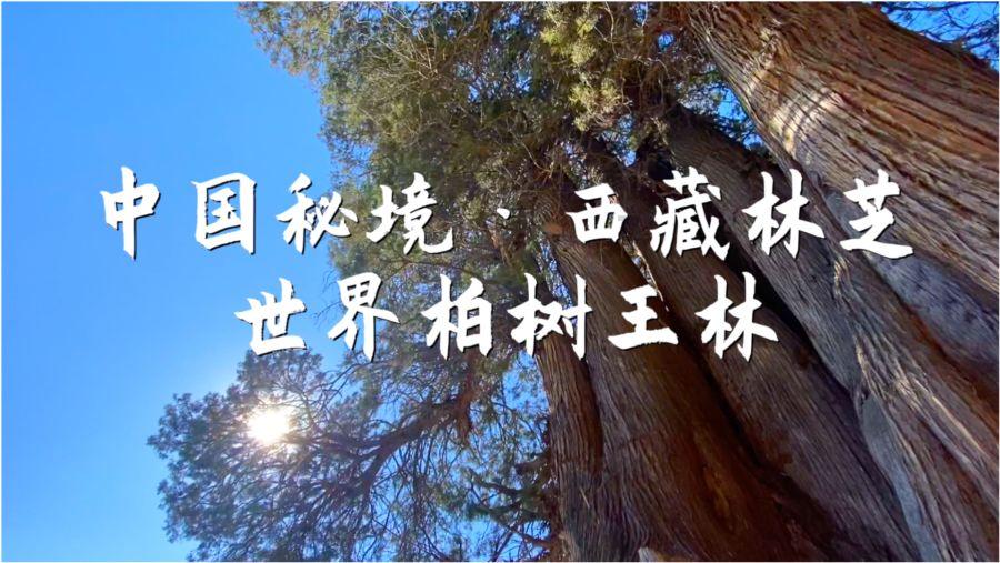 跳跃的立方体
